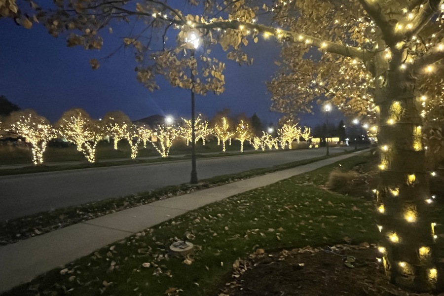 Holiday Decor Trees - Landscaping