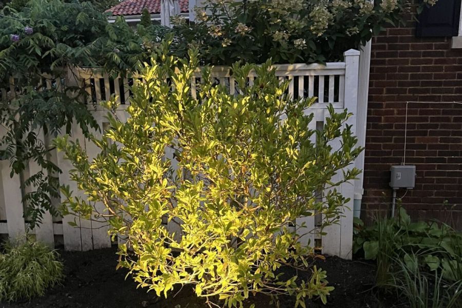 Landscape up Lighting 