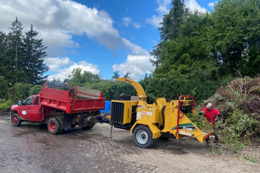 Maintenance Tree Trimming - Landscaping