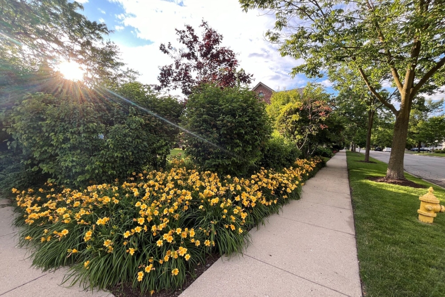 Landscape installation and maintenance, Residential Winnetka - Landscaping