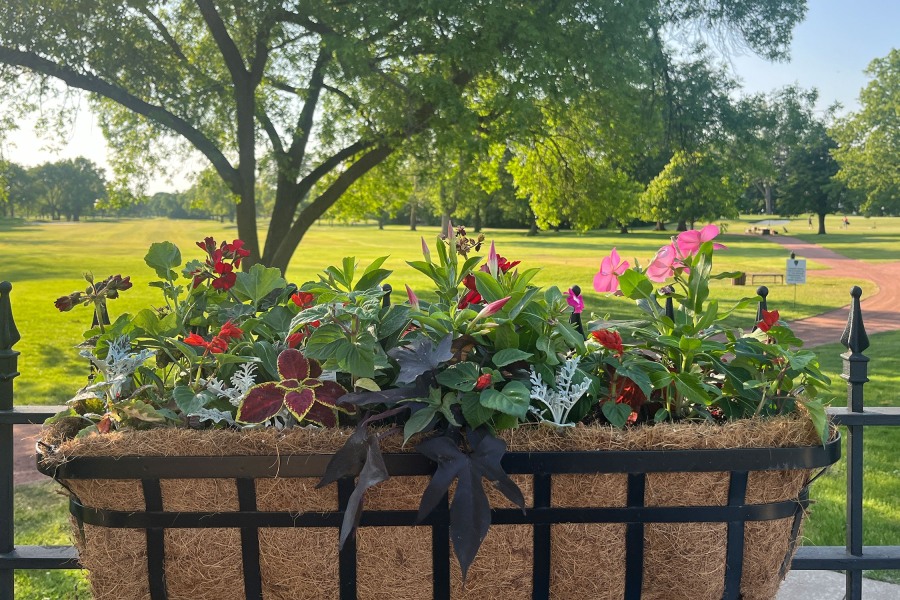 Seasonal Planter geraniums vinca dusty miller sweet potato vine salvia Park Ridge - Landscaping
